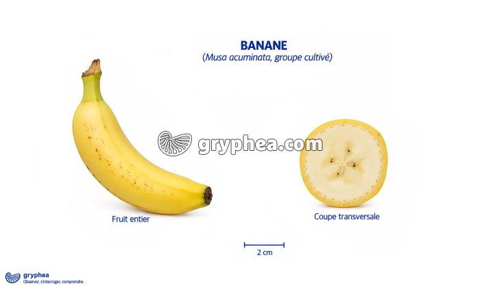 Fruit du Bananier (banane) - gryphea.com